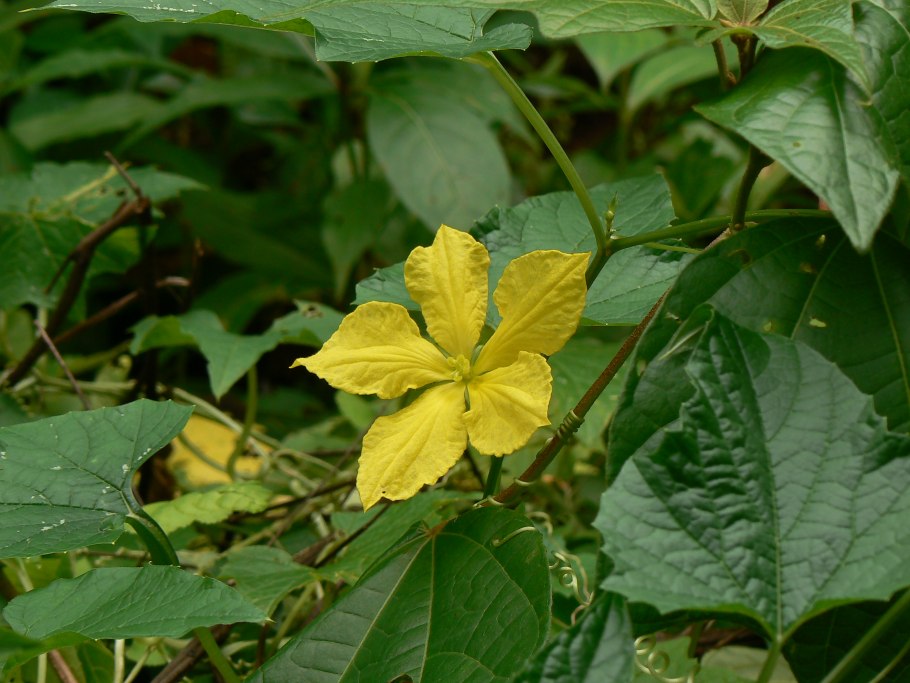 Индийский гранат момордика