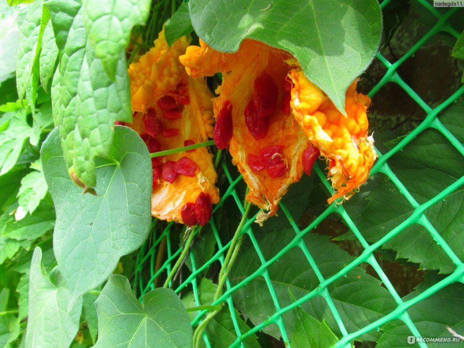 Момордика харанция