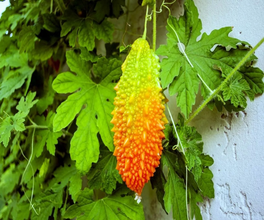 Горькая тыква момордика