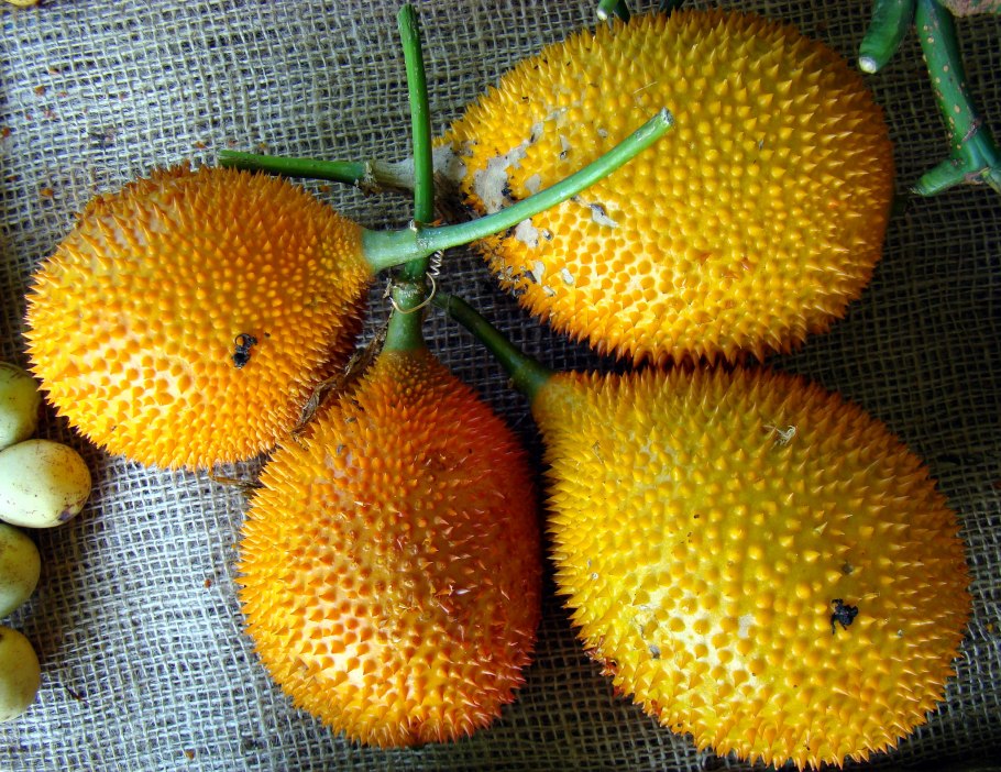 Момордика харанция