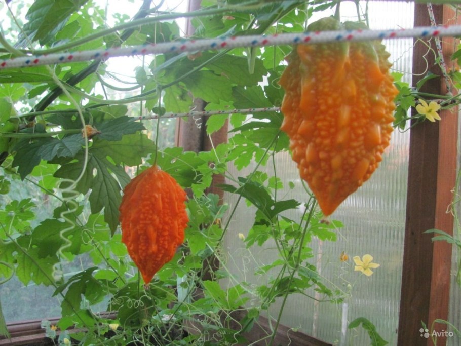 Момордика харанция (Кудрет нары)