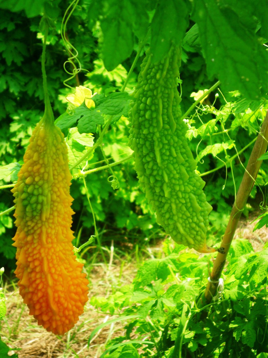 Лиана момордика