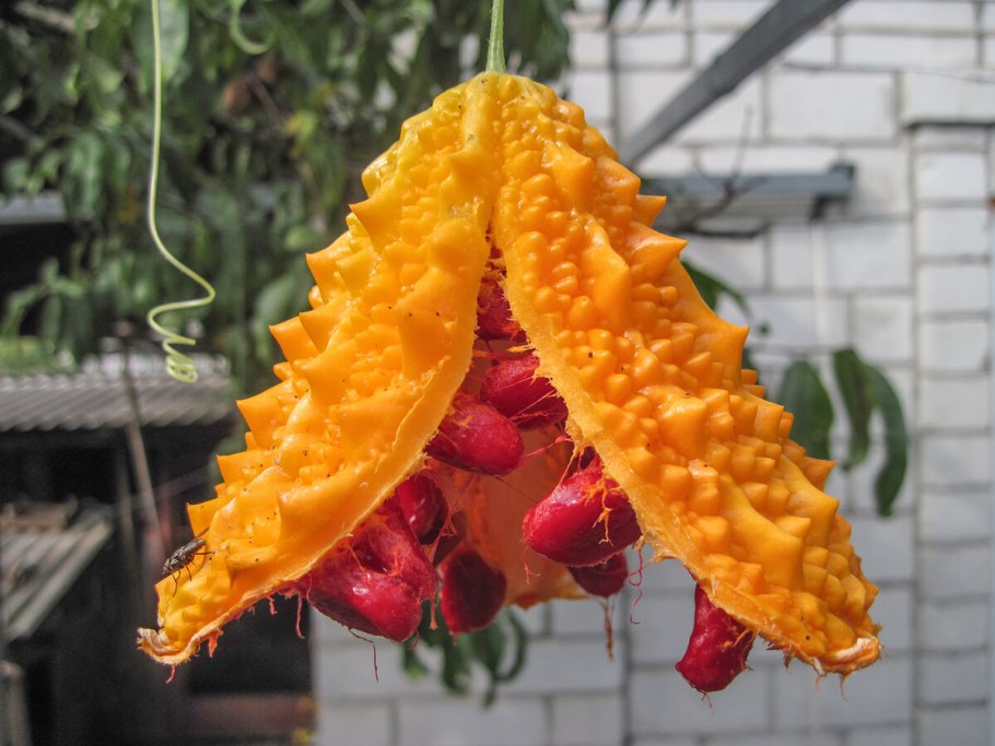 Момордика дракоша