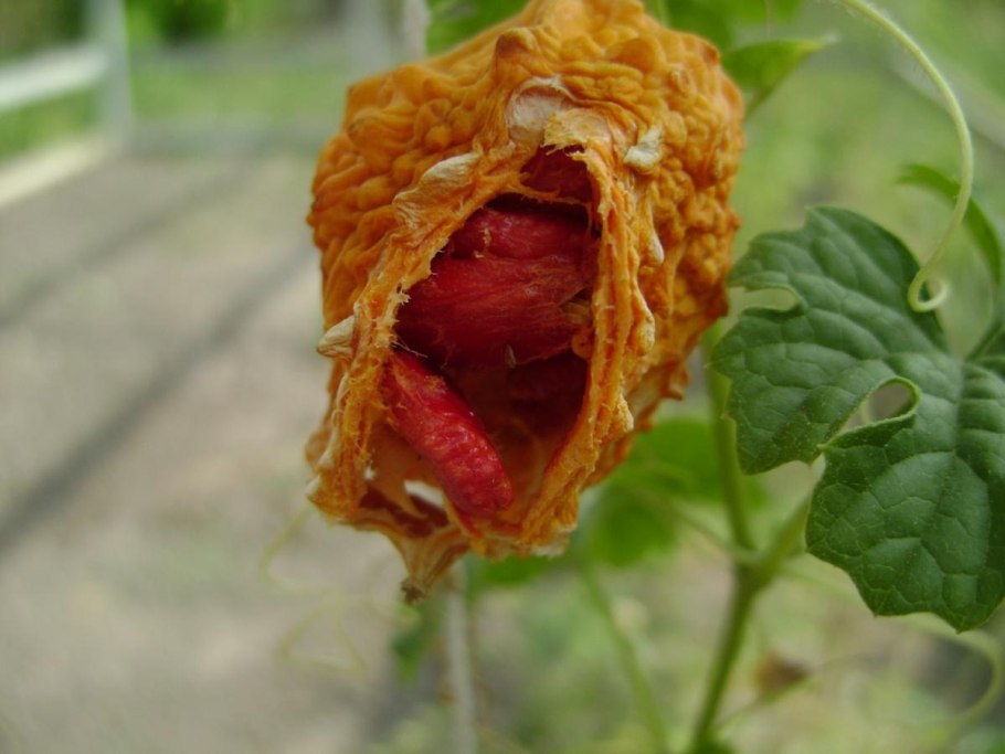 Момордика харантия таблетки