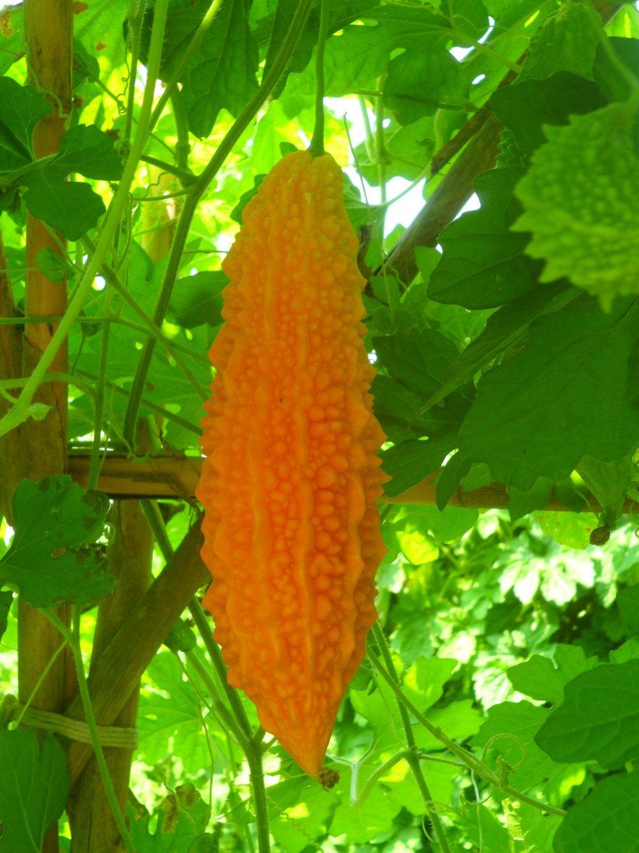 Момордика желтый дракон