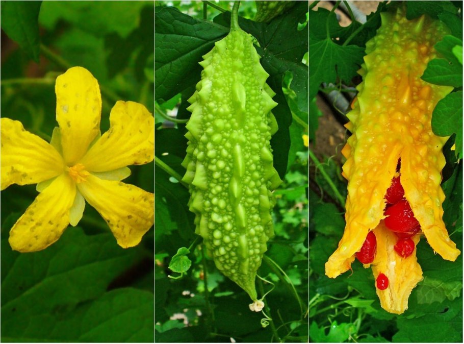 Момордика желтый дракон