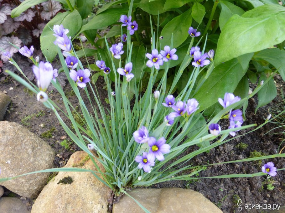 Сисюринхий Бермудский