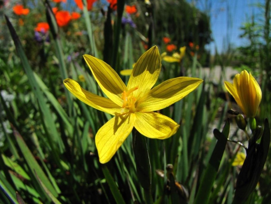 Сизиринхиум калифорнийский