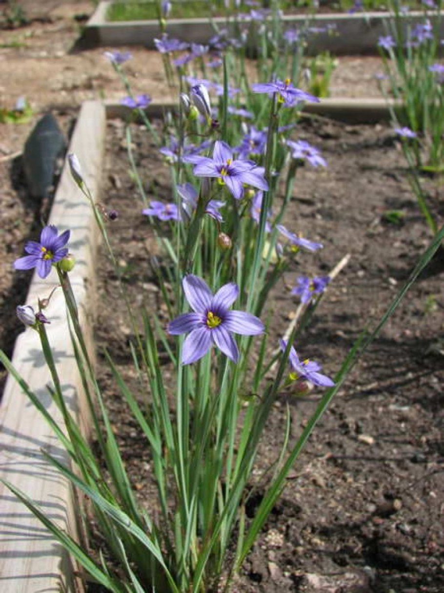 Сисюринхий узколистный цветок