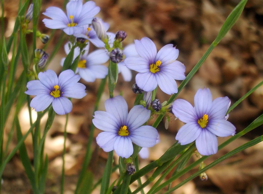 Sisyrinchium macrocarpum