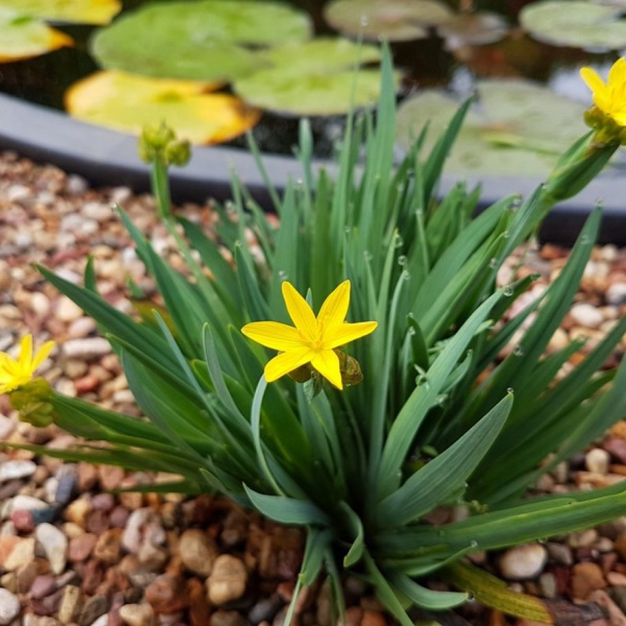 Сизиринхиум калифорнийский