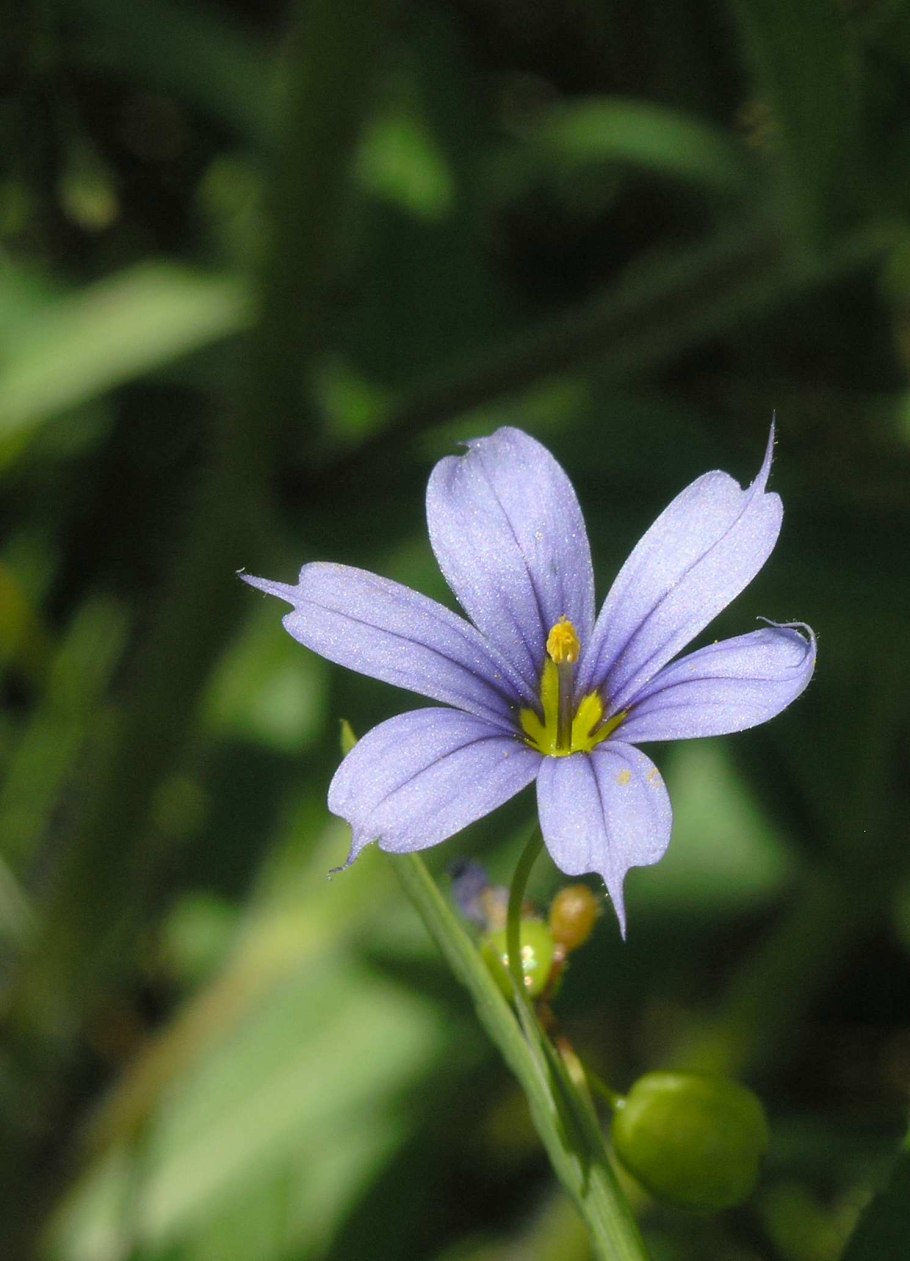 Sisyrinchium micranthum
