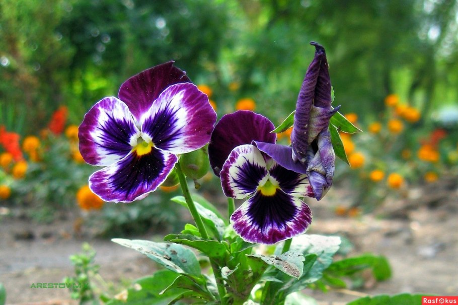 Голубоглазка Горная цветок