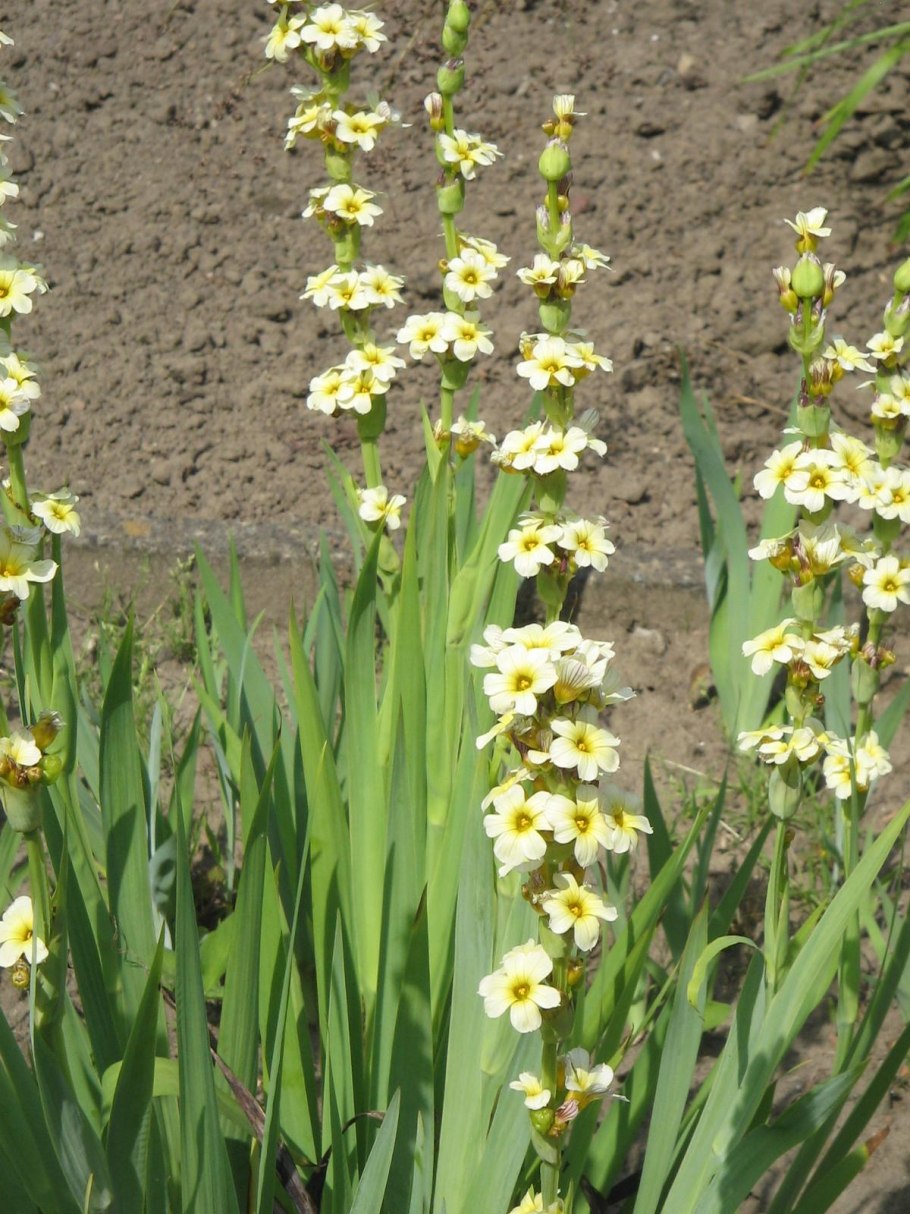 Sisyrinchium angustifolium