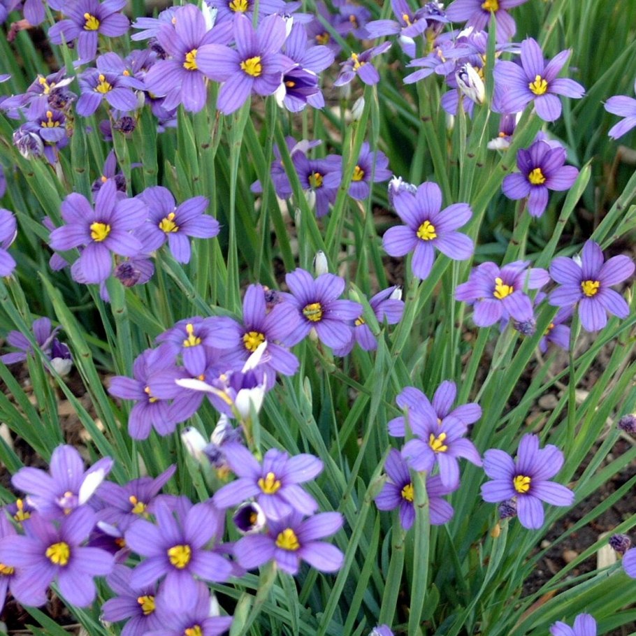 Голубоглазка цветок