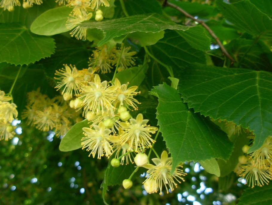 Tilia tomentosa