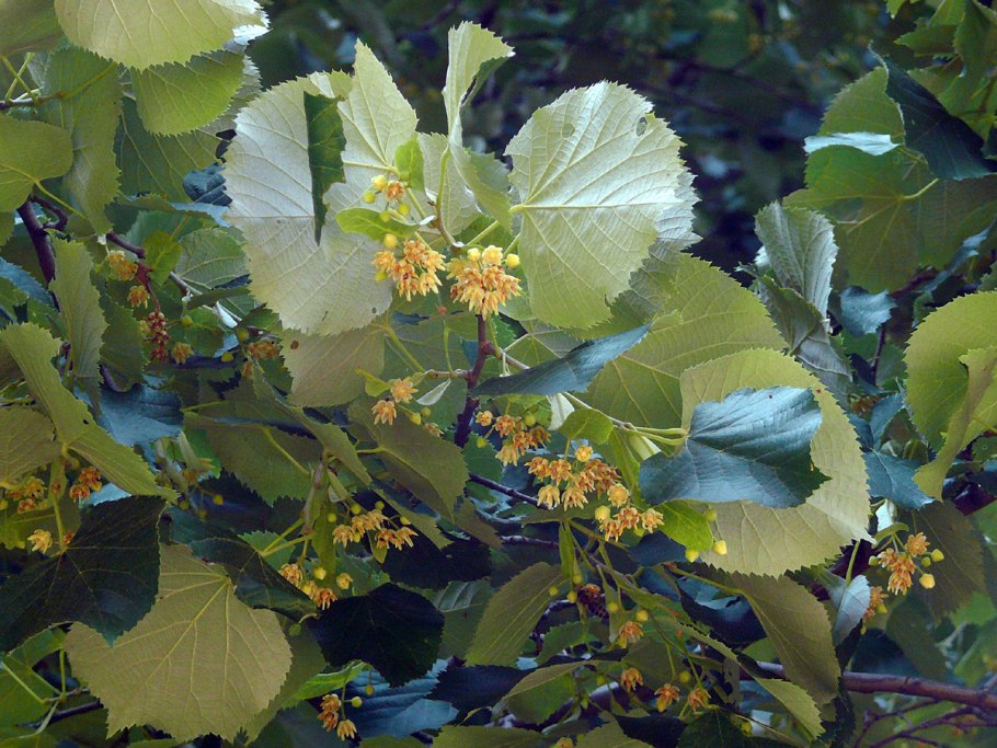 Tilia tomentosa