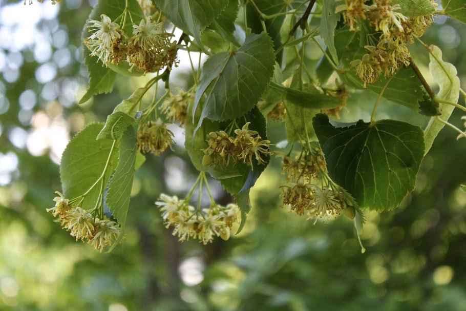 Липа сердцевидная