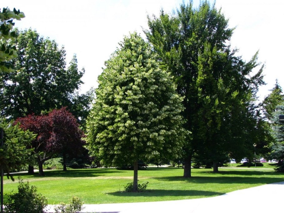 Липа войлочная Tilia tomentosa