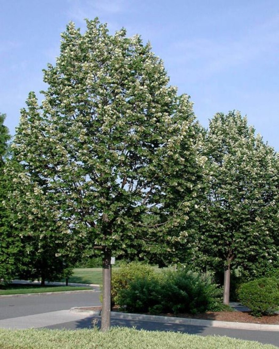 Липа войлочная Tilia tomentosa