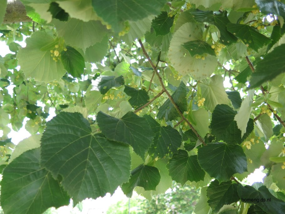 Липа войлочная Tilia tomentosa