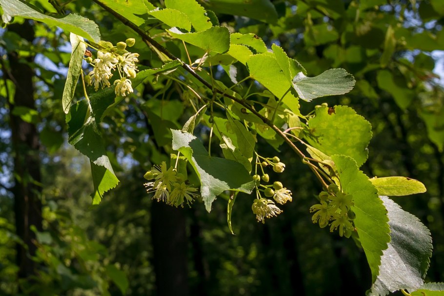 Tilia henryana