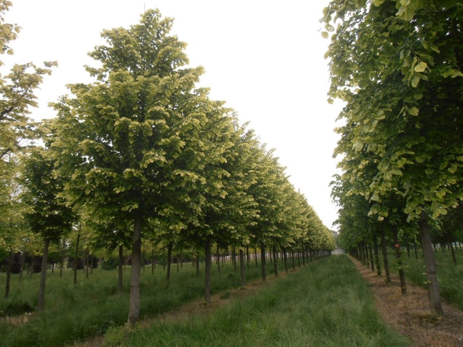 Липа войлочная Брабант