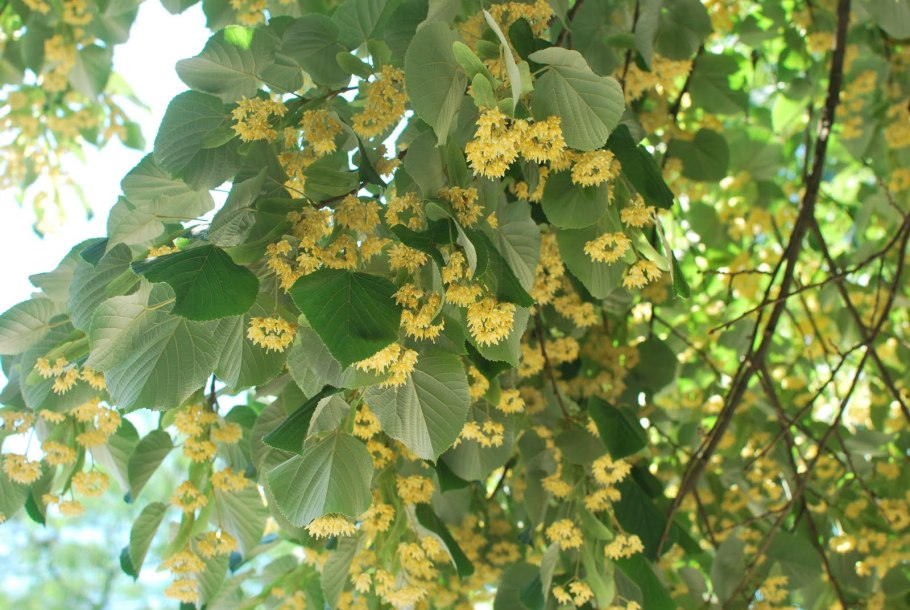 Липа Брабант