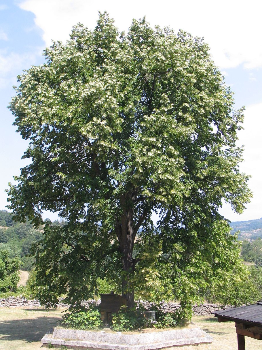Липа мелколистная цветение