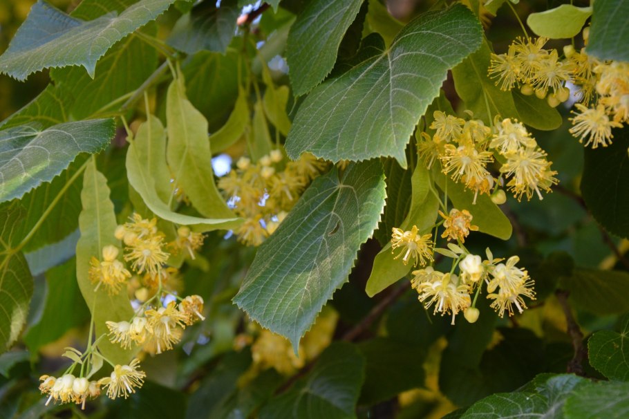Tilia tomentosa 'pendula'