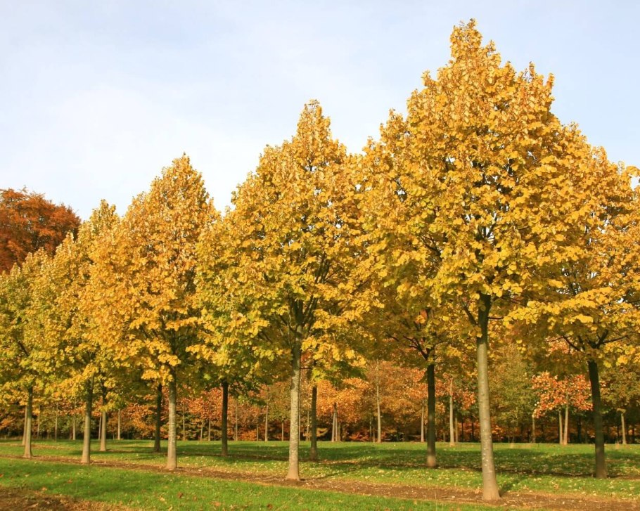 Липа пушистая Королевское золото