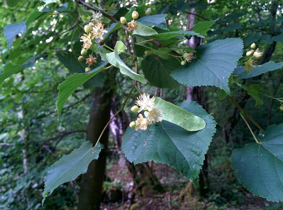 Липа мелколистная tilia cordata