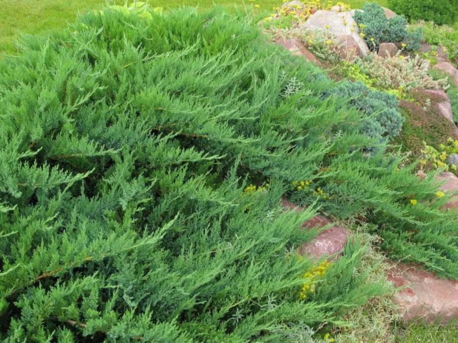 Можжевельник Саржента