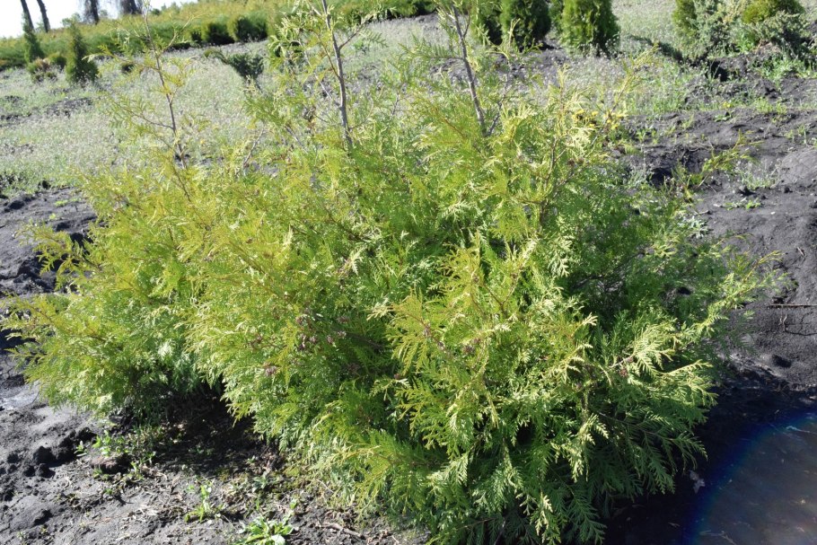 Вечнозеленое травянистое растение