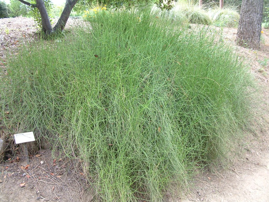 Тулевик хвойник