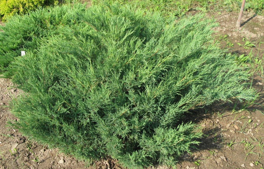 Можжевельник обыкновенный Грин карпет