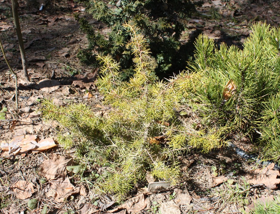 Можжевельник колоновидный (Кипарис)