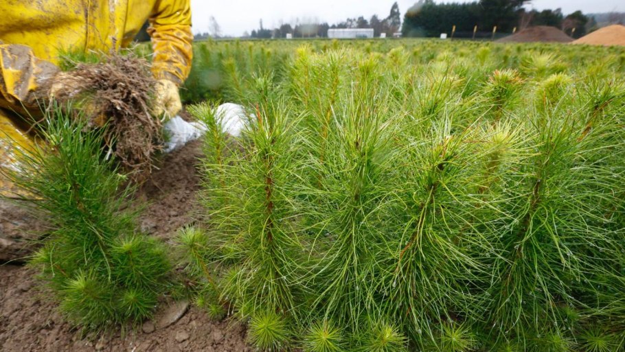 Можжевельник Хэтс виргинский