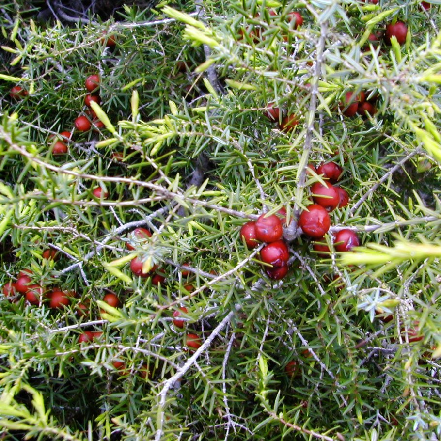 Можжевельник Репанда