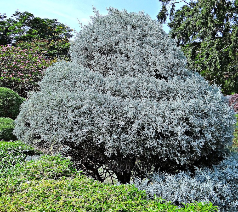 Можжевельник Блю Эрроу