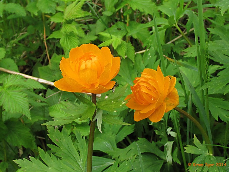 Купальница ареал