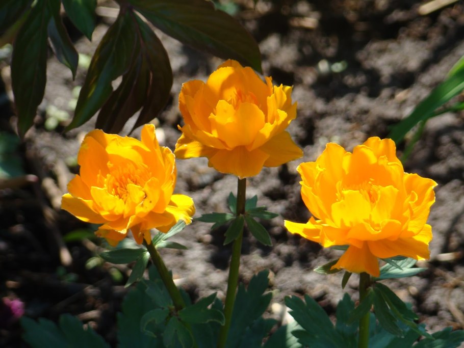 Купальница Нью Мун