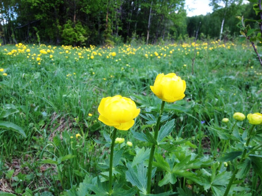 Купальница влагалищная