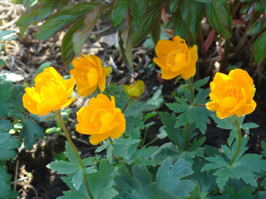 Купальница лютичная