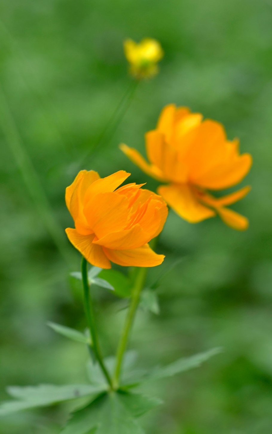 Купальница европейская на даче