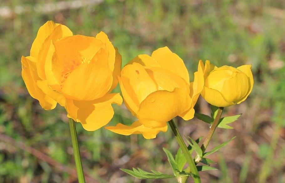 Купальница джунгарская