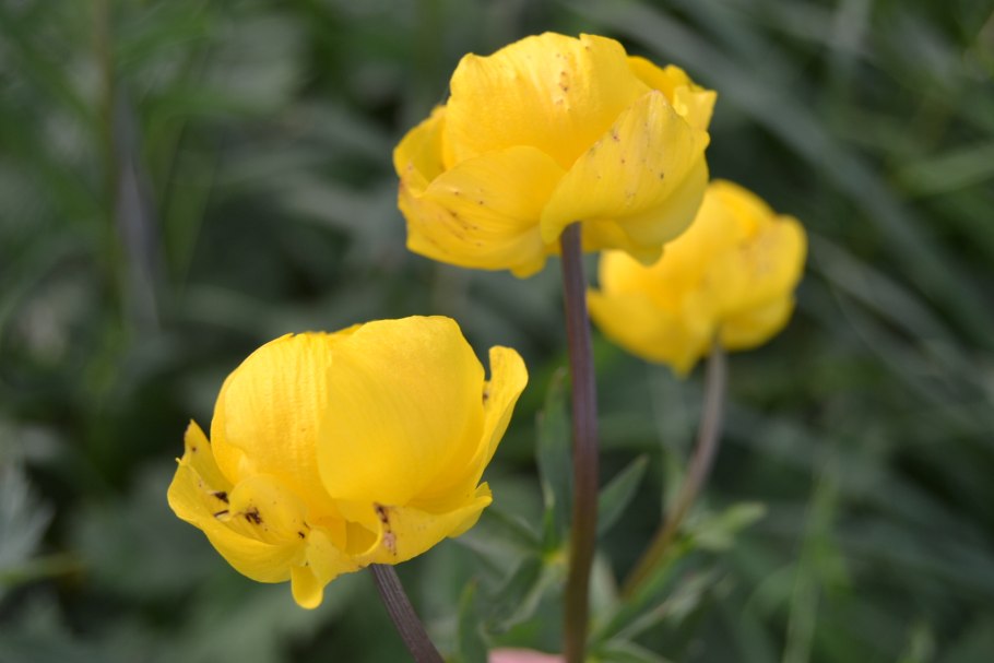 Trollius kytmanovii