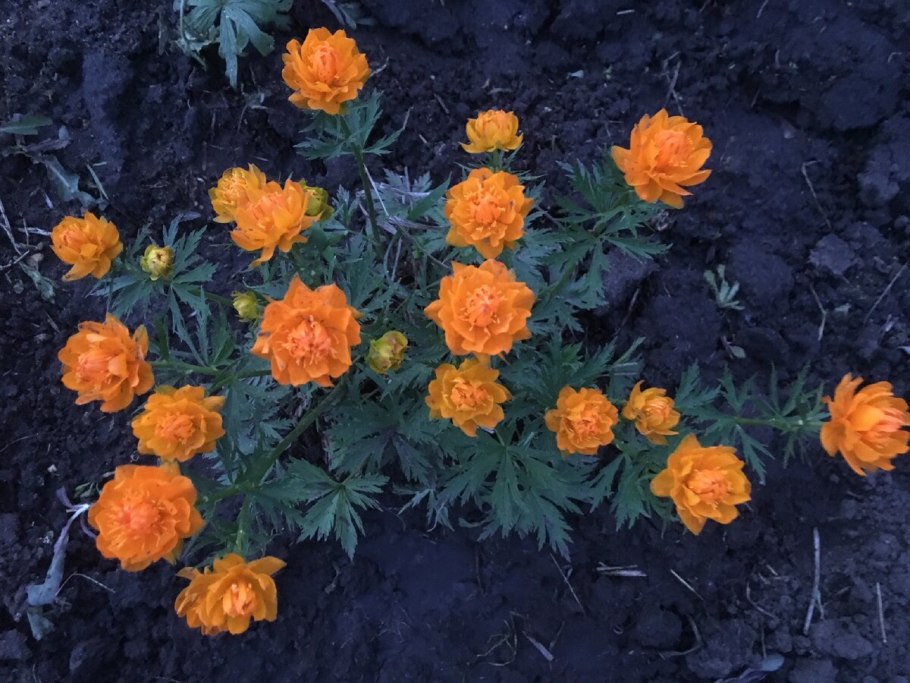 Купальница Иркутская