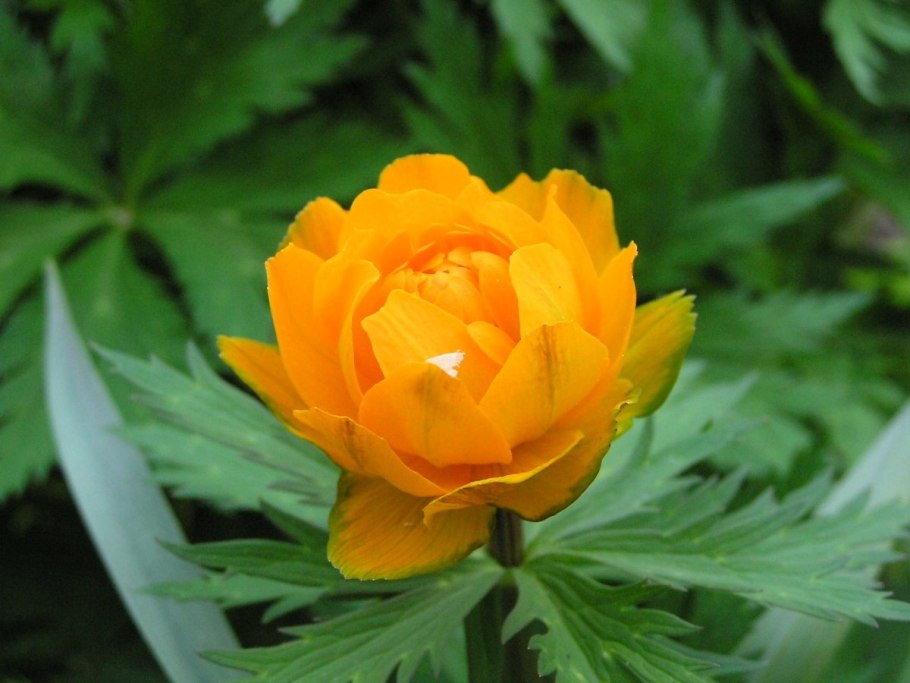 Сибирская купальница жарки