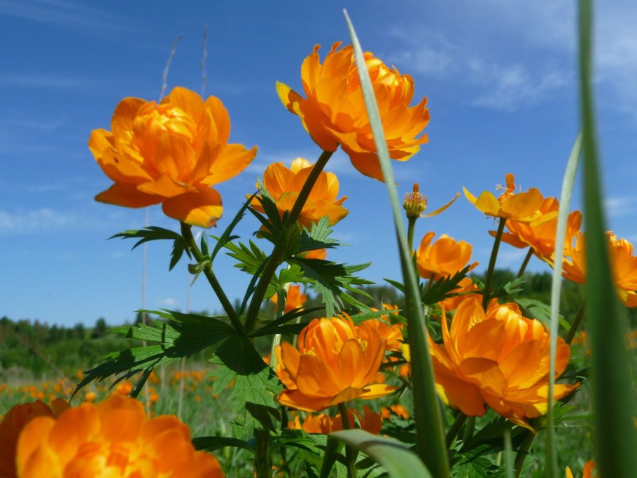 Trollius Laxus